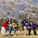 2019 간호학부 벚꽃이벤트..
